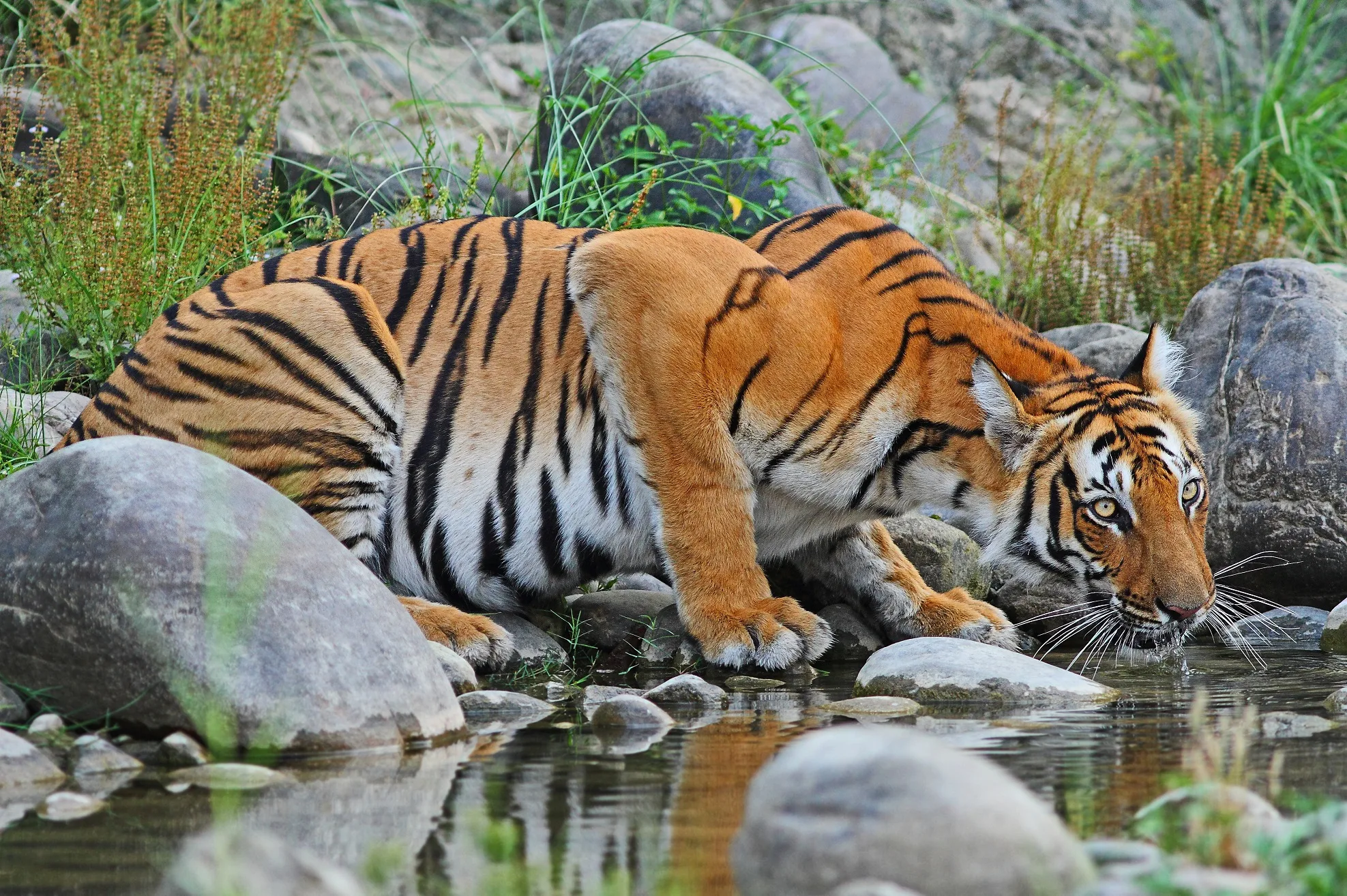 Bengal Tiger drinking water at a stream at Chitwan