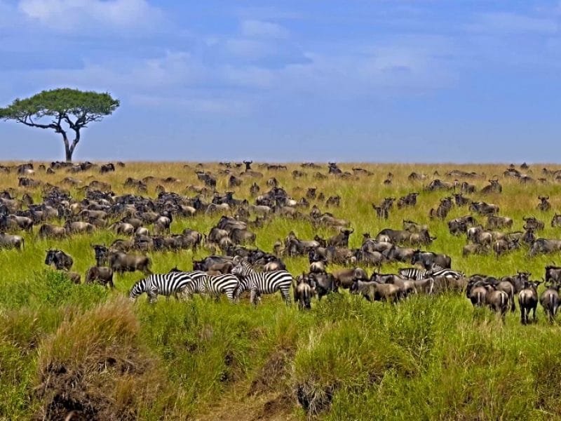 Into The Wildlife-Kenya_Big herd of Wildebeest in the savannah. Great Migration. Kenya Masai Mara National Park_Africa