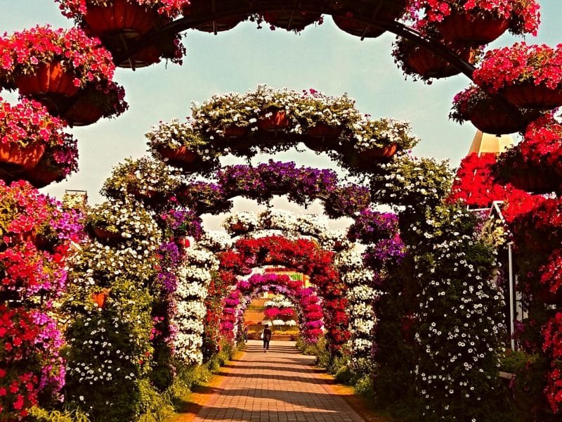 Flower Arches at Miracle Garden_Wonderful Dubai