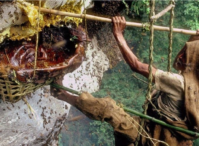 Honey Hunting Tour in Nepal _ Travel with Nature in the Himalaya
