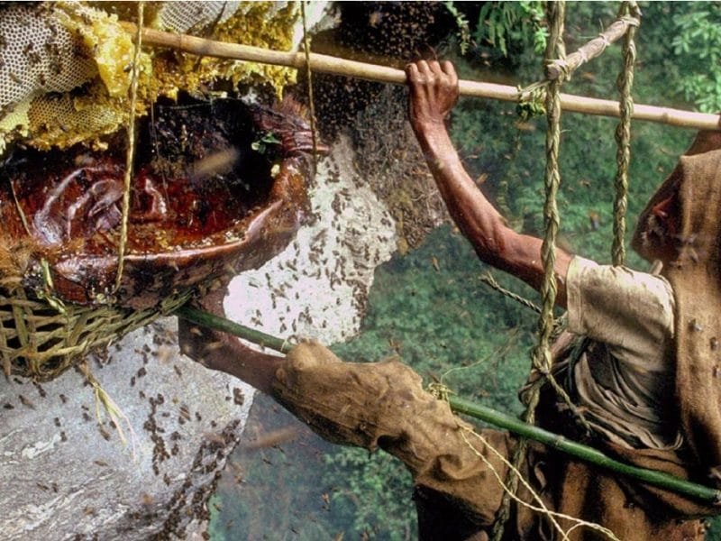 Honey Hunting Tour in Nepal _ Travel with Nature in the Himalaya