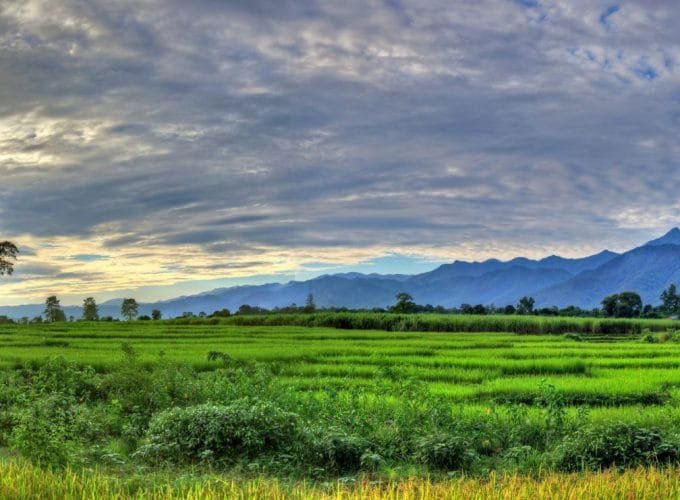 Huge Silk Cotton Tree in Chitwan Village with mountains and Sunset in the Background_Chitwan Wildlife Tour in Nepal