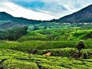 Kerla Landscape view of the Tea Estate of Munnar_Paradise of Lover-Kerala