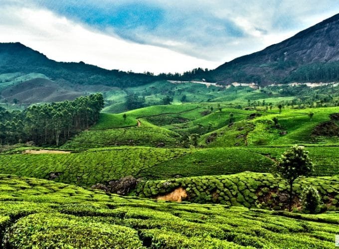 Kerla Landscape view of the Tea Estate of Munnar_Paradise of Lover-Kerala