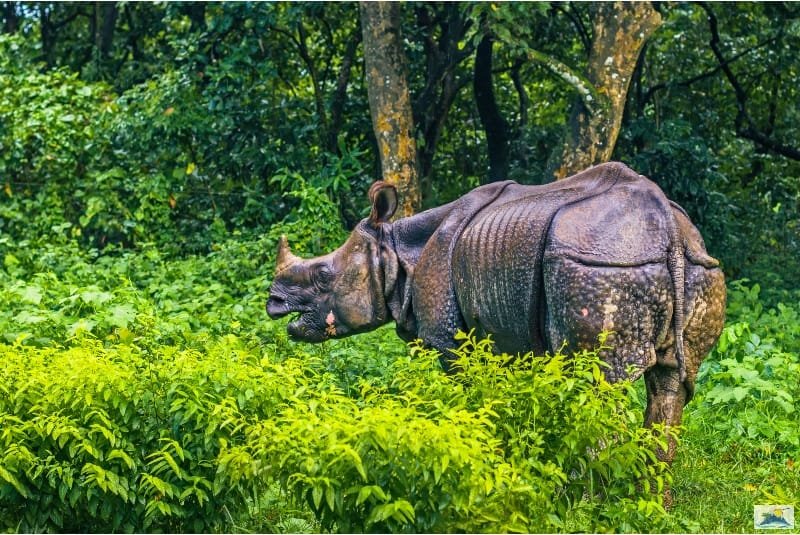 Day 06: Breakfast at hotel and transfer to Chitwan