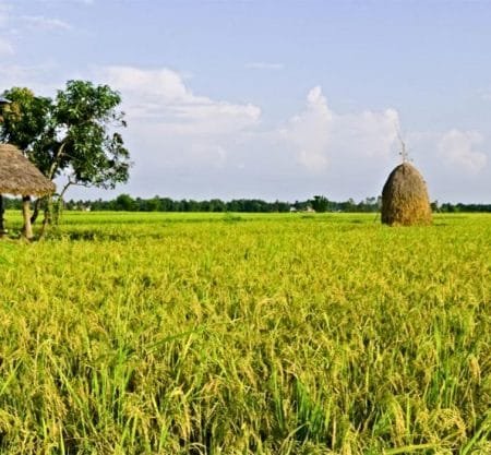 Paddy Field in Nepal_Agriculture Tour in Nepal