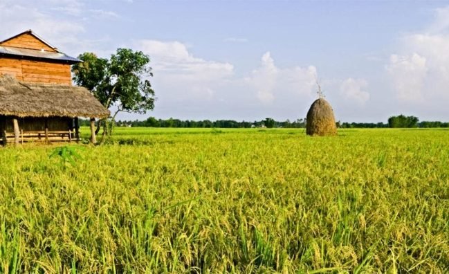 Paddy Field in Nepal_Agriculture Tour in Nepal