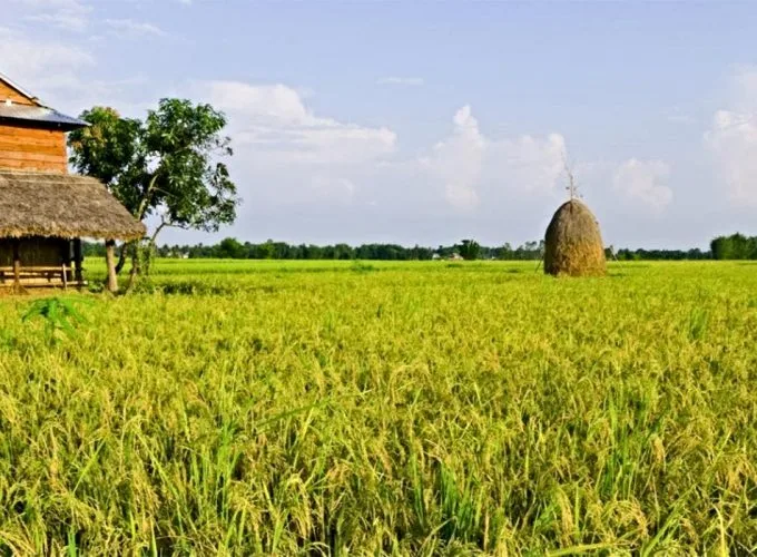 Paddy Field in Nepal_Agriculture Tour in Nepal