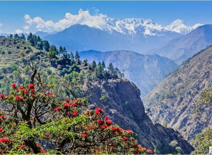 Panoramic View to Spring with Blossom of Red Rhododendron Flowers, Langtang Valley_ The Langtang Trek