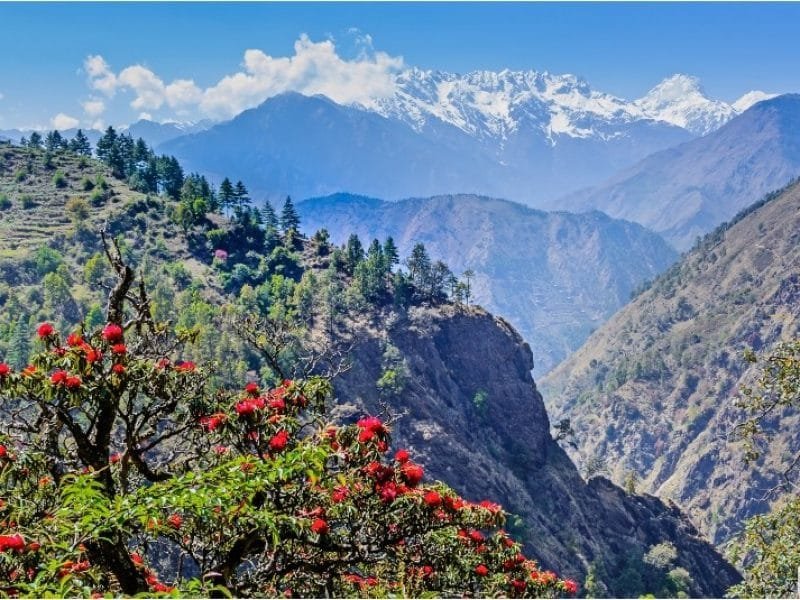 Panoramic View to Spring with Blossom of Red Rhododendron Flowers, Langtang Valley_ The Langtang Trek