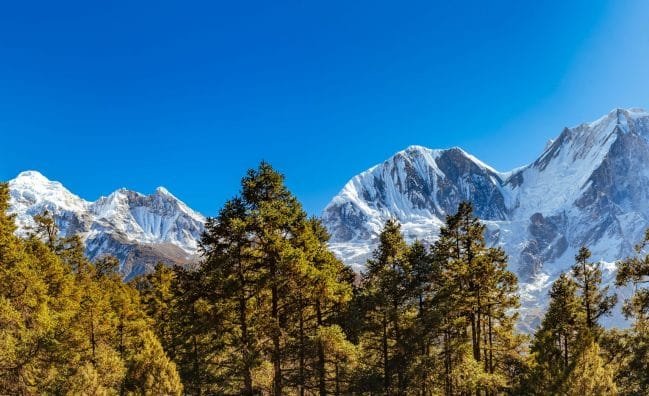 Panoramic view of Snow Covered Himalaya Mountains and Green Forest in Foreground on a Bright Sunny day in Nepal._Trek to Manaslu Circuit.