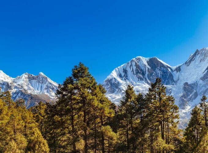 Panoramic view of Snow Covered Himalaya Mountains and Green Forest in Foreground on a Bright Sunny day in Nepal._Trek to Manaslu Circuit.