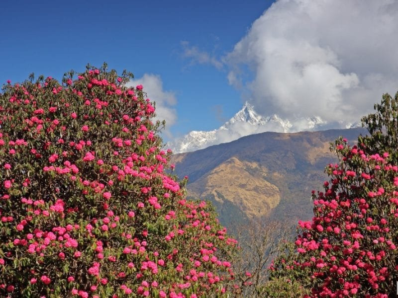 Poon Hill, Ghorepani, Himalayas, Nepal_Ghorepani Poonhill Trek