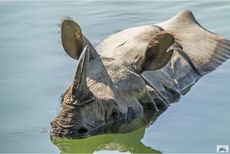 Rhinoceros Unicornis, Indian Rhinoceros Bathing in Bardiya National Park Rhinoceros Unicornis, Indian Rhinoceros Bathing in Bardiya National Park